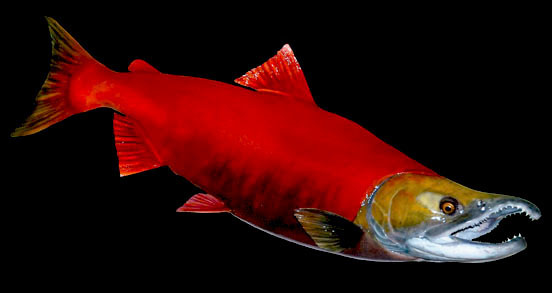 Sockeye Salmon (Red)